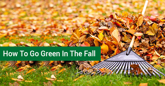 Ways To Go Green This Fall